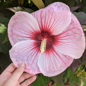 Hibiscus Plants, Hibiscus Tree Live Plant, Hardy Hibiscus Plants Live, 6 to 8 Inch Tall, Perennial Flower Plant, Bareroot Hardy Luna Pink