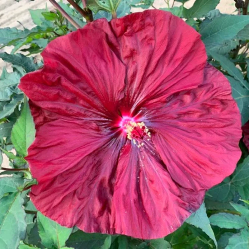 Hibiscus Plants, Hibiscus Tree Live Plant, Hardy Hibiscus Plants Live, 6 to 8 Inch Tall, Perennial Flower Plant, Bareroot Hardy Luna Red
