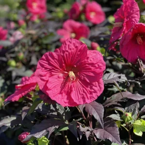 Hibiscus Plants, Hibiscus Tree Live Plant, Hardy Hibiscus Plants Live, 6 to 8 Inch Tall, Perennial Flower Plant, Bareroot Hardy Luna Red