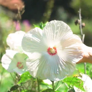 Hibiscus Plants, Hibiscus Tree Live Plant, Hardy Hibiscus Plants Live, 6 to 8 Inch Tall, Perennial Flower Plant, Bareroot Hardy Luna White
