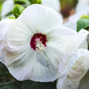 Hibiscus Plants, Hibiscus Tree Live Plant, Hardy Hibiscus Plants Live, 6 to 8 Inch Tall, Perennial Flower Plant, Bareroot Hardy Luna White