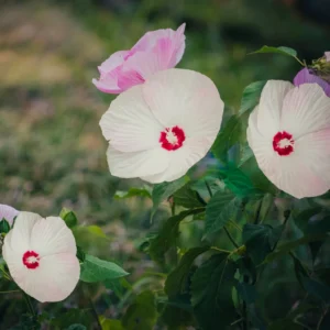 Hibiscus Plants, Hibiscus Tree Live Plant, Hardy Hibiscus Plants Live, 6 to 8 Inch Tall, Perennial Flower Plant, Bareroot Hardy Luna White