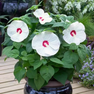 Hibiscus Plants, Hibiscus Tree Live Plant, Hardy Hibiscus Plants Live, 6 to 8 Inch Tall, Perennial Flower Plant, Bareroot Hardy Luna White