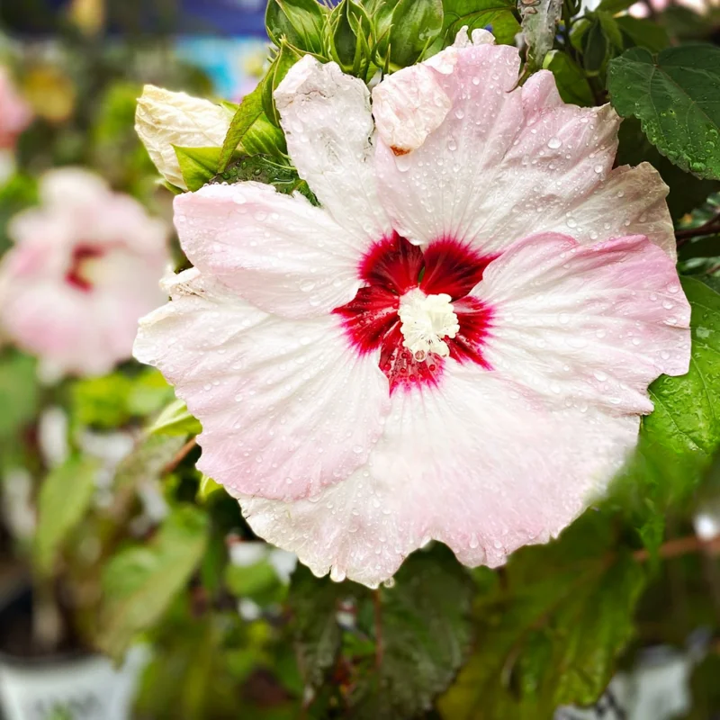 Hibiscus Plants, Hibiscus Tree Live Plant, Hardy Hibiscus Plants Live, 6 to 8 Inch Tall, Perennial Flower Plant, Bareroot Hardy Luna Pink