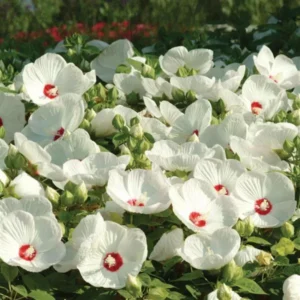 Hibiscus Plants, Hibiscus Tree Live Plant, Hardy Hibiscus Plants Live, 6 to 8 Inch Tall, Perennial Flower Plant, Bareroot Hardy Luna White