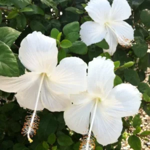 Hibiscus Plants, Hibiscus Tree Live Plant, Hardy Hibiscus Plants Live, 6 to 8 Inch Tall, Perennial Flower Plant, Bareroot Weeping White