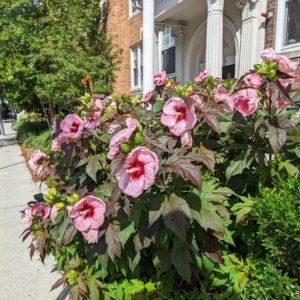 Hibiscus Plants, Hibiscus Tree Live Plant, Hardy Hibiscus Plants Live, 6 to 8 Inch Tall, Perennial Flower Plant, Bareroot Hardy Luna Pink