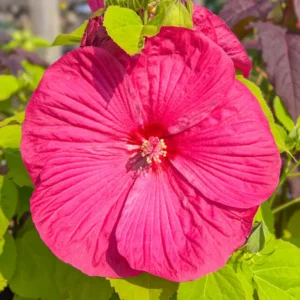 Hibiscus Plants, Hibiscus Tree Live Plant, Hardy Hibiscus Plants Live, 6 to 8 Inch Tall, Perennial Flower Plant, Bareroot Hardy Luna Rose