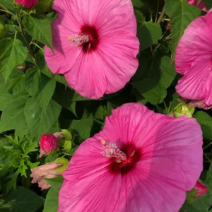 Hibiscus Plants, Hibiscus Tree Live Plant, Hardy Hibiscus Plants Live, 6 to 8 Inch Tall, Perennial Flower Plant, Bareroot Hardy Luna Rose