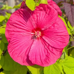 Hibiscus Plants, Hibiscus Tree Live Plant, Hardy Hibiscus Plants Live, 6 to 8 Inch Tall, Perennial Flower Plant, Bareroot Hardy Luna Rose