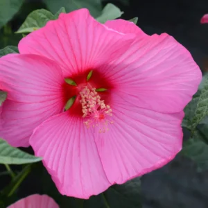 Hibiscus Plants, Hibiscus Tree Live Plant, Hardy Hibiscus Plants Live, 6 to 8 Inch Tall, Perennial Flower Plant, Bareroot Hardy Luna Rose