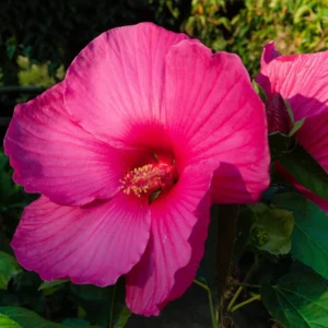 Hibiscus Plants, Hibiscus Tree Live Plant, Hardy Hibiscus Plants Live, 6 to 8 Inch Tall, Perennial Flower Plant, Bareroot Hardy Luna Rose