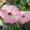 Hibiscus Plants, Hibiscus Tree Live Plant, Hardy Hibiscus Plants Live, 6 to 8 Inch Tall, Perennial Flower Plant, Bareroot Hardy Luna Mixed Color