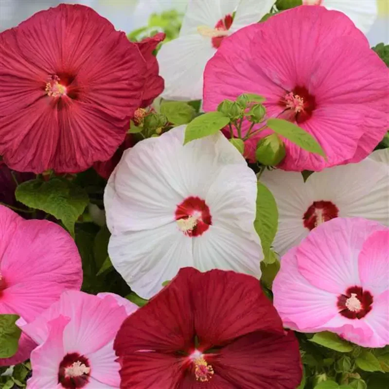 Hibiscus Plants, Hibiscus Tree Live Plant, Hardy Hibiscus Plants Live, 6 to 8 Inch Tall, Perennial Flower Plant, Bareroot Hardy Luna Mixed Color