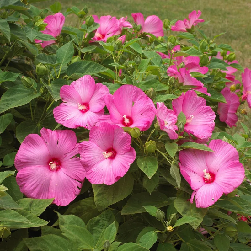 Hibiscus Plants, Hibiscus Tree Live Plant, Hardy Hibiscus Plants Live, 6 to 8 Inch Tall, Perennial Flower Plant, Bareroot Hardy Luna Mixed Color