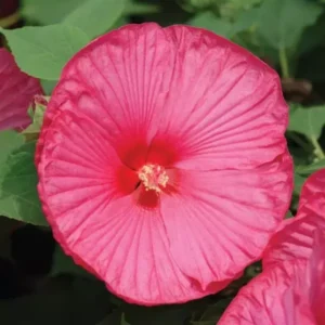 Hibiscus Plants, Hibiscus Tree Live Plant, Hardy Hibiscus Plants Live, 6 to 8 Inch Tall, Perennial Flower Plant, Bareroot Hardy Luna Rose