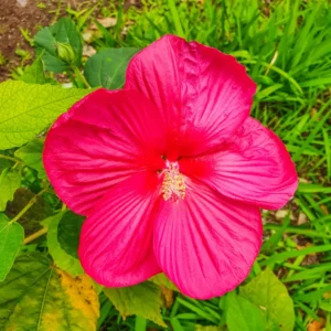 Hibiscus Plants, Hibiscus Tree Live Plant, Hardy Hibiscus Plants Live, 6 to 8 Inch Tall, Perennial Flower Plant, Bareroot Hardy Luna Rose