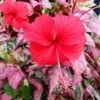 Hibiscus Plants, Hibiscus Tree Live Plant, Hardy Hibiscus Plants Live, 6 to 8 Inch Tall, Perennial Flower Plant, Bareroot Variegated Fire and Ice Hibiscus