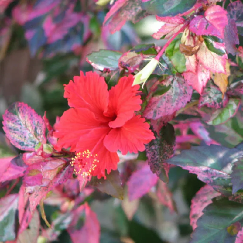 Hibiscus Plants, Hibiscus Tree Live Plant, Hardy Hibiscus Plants Live, 6 to 8 Inch Tall, Perennial Flower Plant, Bareroot Variegated Fire and Ice Hibiscus