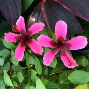 Hibiscus Plants, Hibiscus Tree Live Plant, Hardy Hibiscus Plants Live, 6 to 8 Inch Tall, Perennial Flower Plant, Bareroot Pink with Dark Red Center