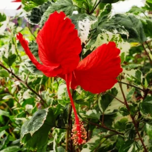 Hibiscus Plants, Hibiscus Tree Live Plant, Hardy Hibiscus Plants Live, 6 to 8 Inch Tall, Perennial Flower Plant, Bareroot Snow Queen Hibiscus