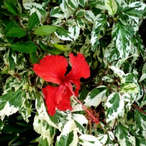 Hibiscus Plants, Hibiscus Tree Live Plant, Hardy Hibiscus Plants Live, 6 to 8 Inch Tall, Perennial Flower Plant, Bareroot Snow Queen Hibiscus