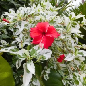 Hibiscus Plants, Hibiscus Tree Live Plant, Hardy Hibiscus Plants Live, 6 to 8 Inch Tall, Perennial Flower Plant, Bareroot Snow Queen Hibiscus