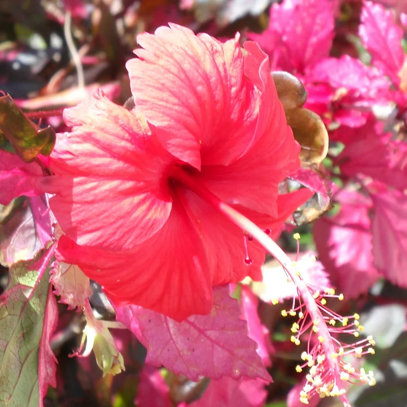 Hibiscus Plants, Hibiscus Tree Live Plant, Hardy Hibiscus Plants Live, 6 to 8 Inch Tall, Perennial Flower Plant, Bareroot Variegated Fire and Ice Hibiscus