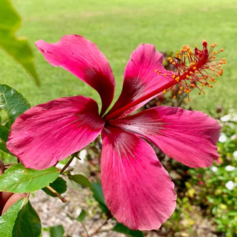 Hibiscus Plants, Hibiscus Tree Live Plant, Hardy Hibiscus Plants Live, 6 to 8 Inch Tall, Perennial Flower Plant, Bareroot Pink with Dark Red Center