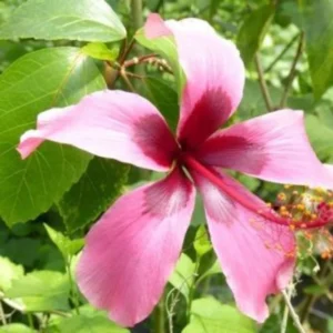 Hibiscus Plants, Hibiscus Tree Live Plant, Hardy Hibiscus Plants Live, 6 to 8 Inch Tall, Perennial Flower Plant, Bareroot Pink with Dark Red Center