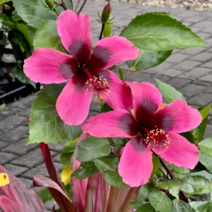 Hibiscus Plants, Hibiscus Tree Live Plant, Hardy Hibiscus Plants Live, 6 to 8 Inch Tall, Perennial Flower Plant, Bareroot Pink with Dark Red Center