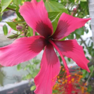 Hibiscus Plants, Hibiscus Tree Live Plant, Hardy Hibiscus Plants Live, 6 to 8 Inch Tall, Perennial Flower Plant, Bareroot Pink with Dark Red Center