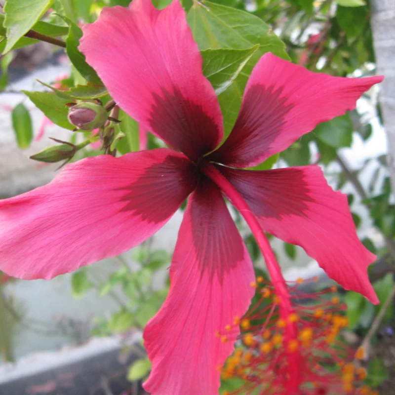 Hibiscus Plants, Hibiscus Tree Live Plant, Hardy Hibiscus Plants Live, 6 to 8 Inch Tall, Perennial Flower Plant, Bareroot Pink with Dark Red Center