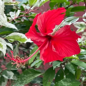 Hibiscus Plants, Hibiscus Tree Live Plant, Hardy Hibiscus Plants Live, 6 to 8 Inch Tall, Perennial Flower Plant, Bareroot Snow Queen Hibiscus