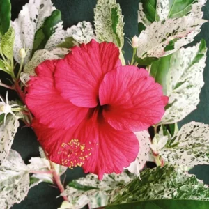 Hibiscus Plants, Hibiscus Tree Live Plant, Hardy Hibiscus Plants Live, 6 to 8 Inch Tall, Perennial Flower Plant, Bareroot Snow Queen Hibiscus
