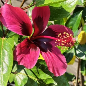Hibiscus Plants, Hibiscus Tree Live Plant, Hardy Hibiscus Plants Live, 6 to 8 Inch Tall, Perennial Flower Plant, Bareroot Pink with Dark Red Center