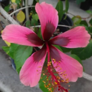 Hibiscus Plants, Hibiscus Tree Live Plant, Hardy Hibiscus Plants Live, 6 to 8 Inch Tall, Perennial Flower Plant, Bareroot Pink with Dark Red Center