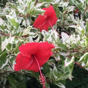 Hibiscus Plants, Hibiscus Tree Live Plant, Hardy Hibiscus Plants Live, 6 to 8 Inch Tall, Perennial Flower Plant, Bareroot Snow Queen Hibiscus