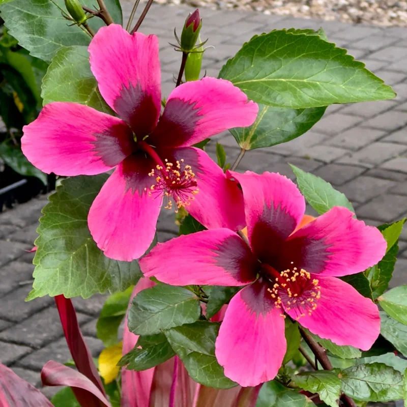Hibiscus Plants, Hibiscus Tree Live Plant, Hardy Hibiscus Plants Live, 6 to 8 Inch Tall, Perennial Flower Plant, Bareroot Pink with Dark Red Center