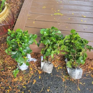 Pack 2 Hibiscus Tree Live Plant, Hardy Hibiscus Plants Live, 6 to 8 Inch Tall, Fully Rooted, Colorful Flowers for Garden Bareroot, Sunset