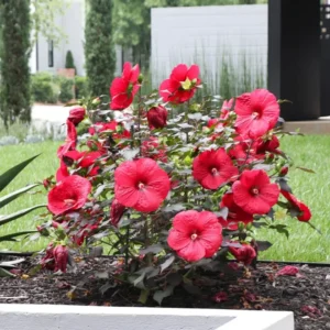 Pack 2 Hibiscus Tree Live Plant, Hardy Hibiscus Plants Live, 6 to 8 Inch Tall, Fully Rooted, Colorful Flowers for Garden Bareroot, Hardy Luna Red