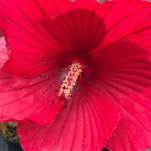 Pack 2 Hibiscus Tree Live Plant, Hardy Hibiscus Plants Live, 6 to 8 Inch Tall, Fully Rooted, Colorful Flowers for Garden Bareroot, Hardy Luna Red