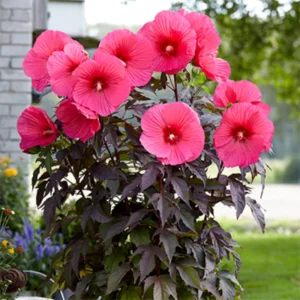 Pack 2 Hibiscus Tree Live Plant, Hardy Hibiscus Plants Live, 6 to 8 Inch Tall, Fully Rooted, Colorful Flowers for Garden Bareroot, Hardy Luna Red