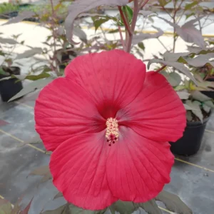 Pack 2 Hibiscus Tree Live Plant, Hardy Hibiscus Plants Live, 6 to 8 Inch Tall, Fully Rooted, Colorful Flowers for Garden Bareroot, Hardy Luna Red