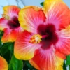 Pack 2 Hibiscus Tree Live Plant, Hardy Hibiscus Plants Live, 6 to 8 Inch Tall, Fully Rooted, Colorful Flowers for Garden Bareroot, Sunset