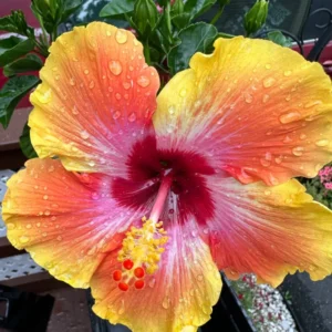 Pack 2 Hibiscus Tree Live Plant, Hardy Hibiscus Plants Live, 6 to 8 Inch Tall, Fully Rooted, Colorful Flowers for Garden Bareroot, Sunset
