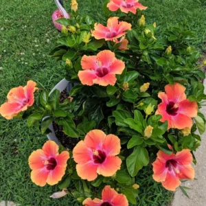 Pack 2 Hibiscus Tree Live Plant, Hardy Hibiscus Plants Live, 6 to 8 Inch Tall, Fully Rooted, Colorful Flowers for Garden Bareroot, Sunset
