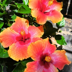 Pack 2 Hibiscus Tree Live Plant, Hardy Hibiscus Plants Live, 6 to 8 Inch Tall, Fully Rooted, Colorful Flowers for Garden Bareroot, Sunset