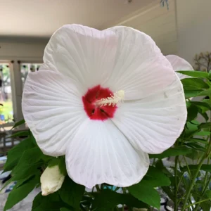 Pack 2 Hibiscus Tree Live Plant, Hardy Hibiscus Plants Live, 6 to 8 Inch Tall, Fully Rooted, Colorful Flowers for Garden Bareroot, Hardy Luna White