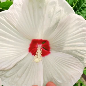 Pack 2 Hibiscus Tree Live Plant, Hardy Hibiscus Plants Live, 6 to 8 Inch Tall, Fully Rooted, Colorful Flowers for Garden Bareroot, Hardy Luna White